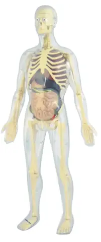 Imagen ANATOMIA HUMANA 45PZAS.  2